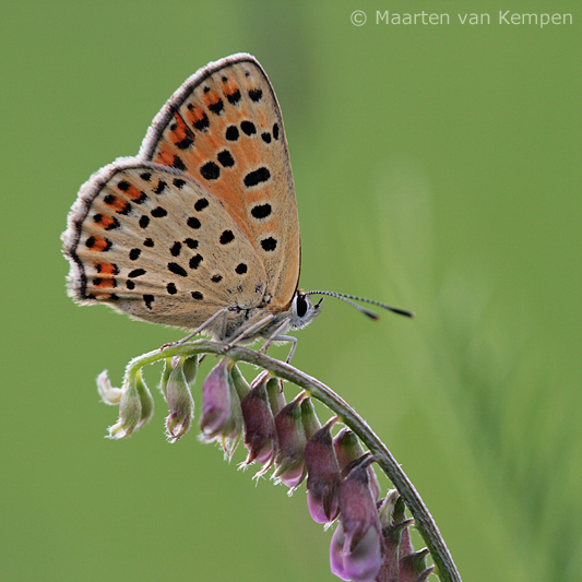Sooty copper<BR>(Lycaena tityrus)