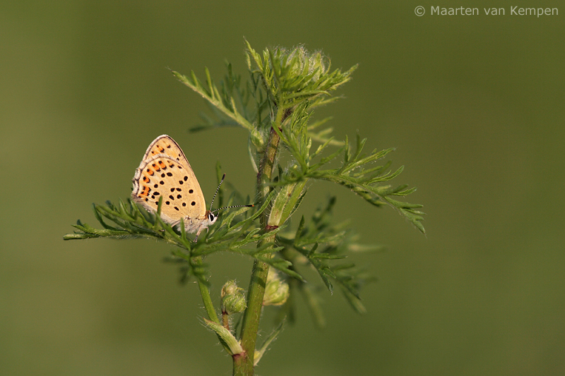 Sooty copper<BR>(Lycaena tityrus)