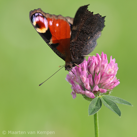 Peacock butterfly <BR>(Inachis io)