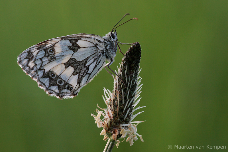 Marbled white <BR>(Melnargia galathea)