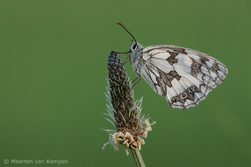 Marbled white <BR>(Melnargia galathea)