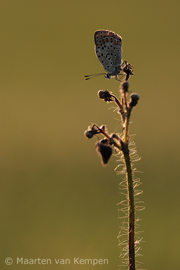 Sooty copper<BR>(Lycaena tityrus)