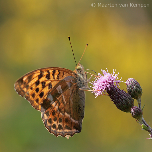 Silver-washed fritillary <BR>(Argynnis paphia)