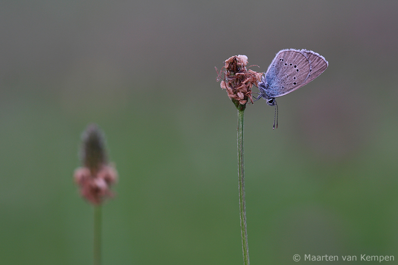 Mazarine blue <BR>(Cyaniris semiargus)