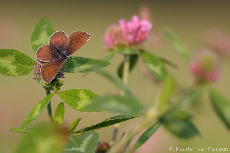 Mazarine blue <BR>(Cyaniris semiargus)