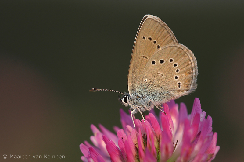 Mazarine blue <BR>(Cyaniris semiargus)