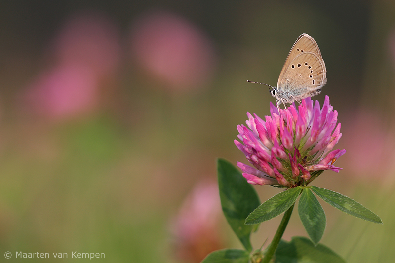 Mazarine blue <BR>(Cyaniris semiargus)