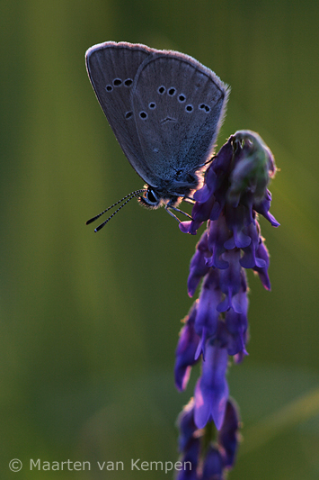 Mazarine blue <BR>(Cyaniris semiargus)