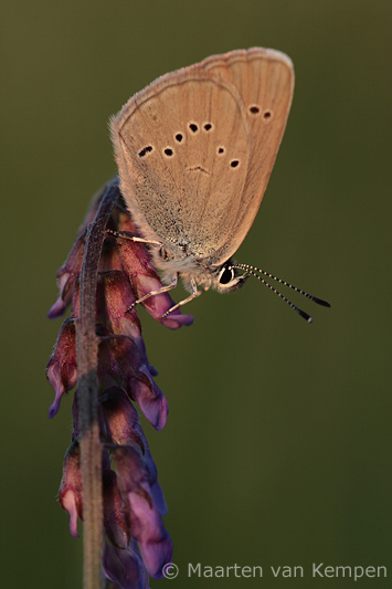 Mazarine blue <BR>(Cyaniris semiargus)