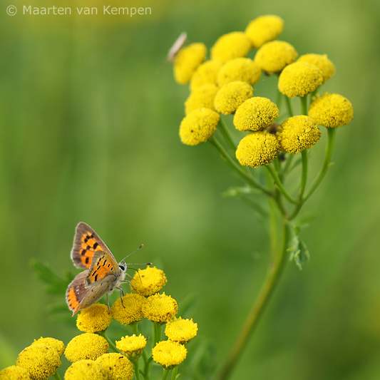 Small copper <BR>(Lycaena phlaeas)