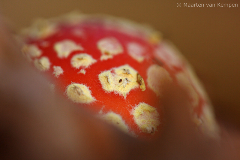 Fly agraric <BR>(Amanita muscaria)