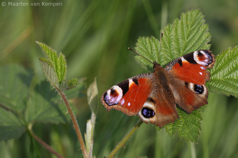 Peacock butterfly <BR>(Inachis io)