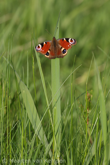 Peacock butterfly <BR>(Inachis io)