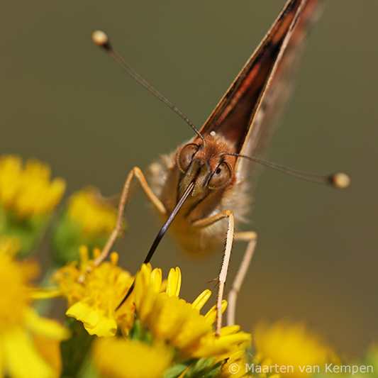 Painted lady <BR>(Vanessa cardui)