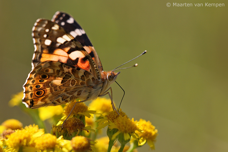 Painted lady <BR>(Vanessa cardui)