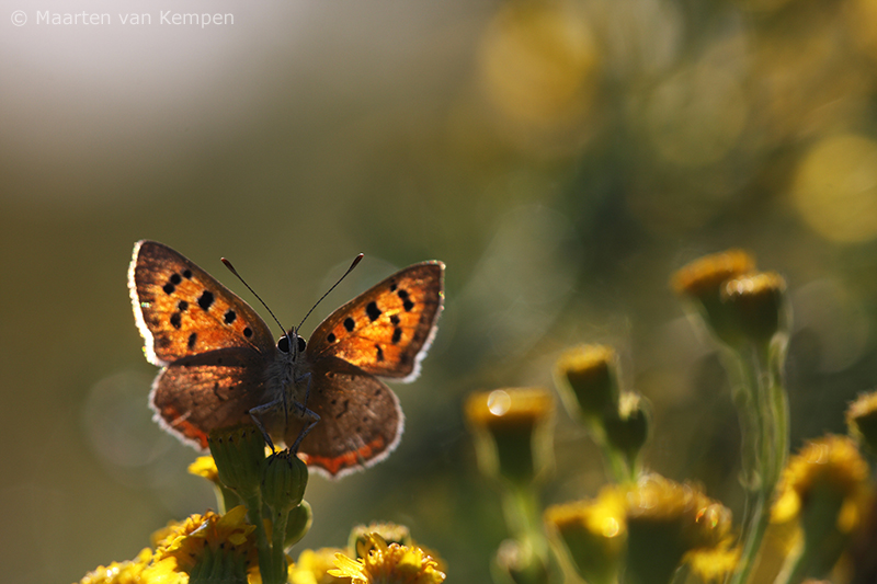 Small copper <BR>(Lycaena phlaeas)