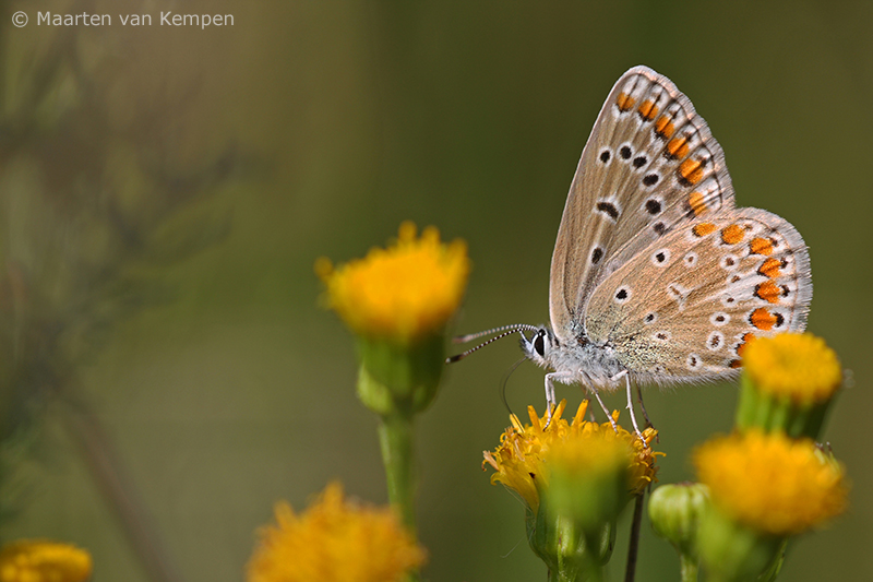 Common blue <BR>(Polymmatus icarus)