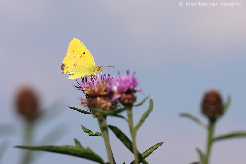 Clouded yellow <BR>(Colias croceus)