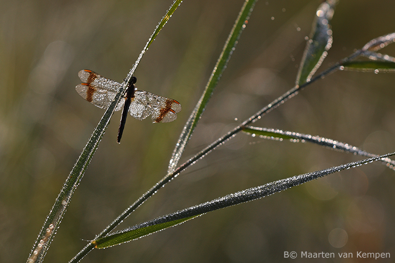 Banded darter