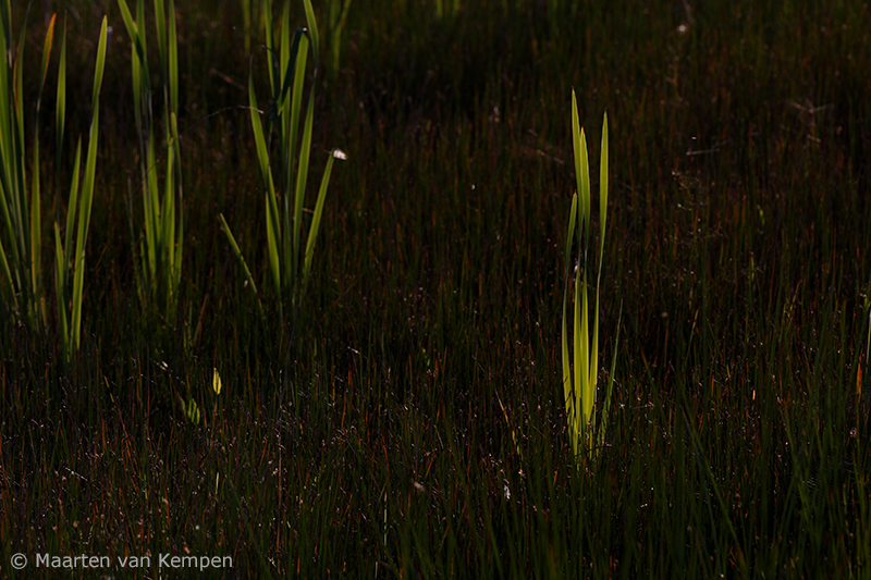 Reed <BR>(Phragmites australis)