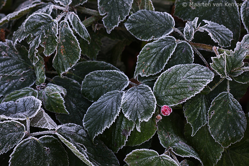 Raspberry <BR>(Rubus spec)