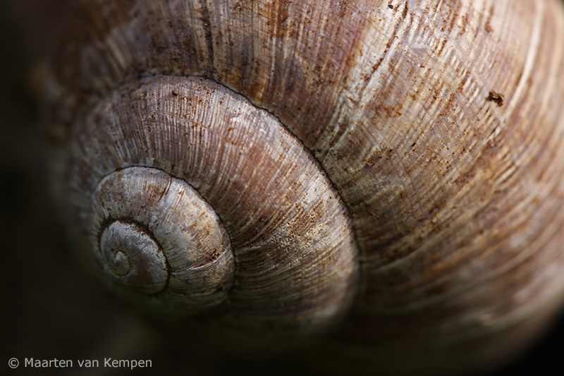 Burgundy snail <BR>(Helix pomatia)