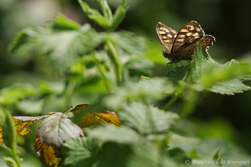 Speckled wood <BR>(Pararge aegeria)