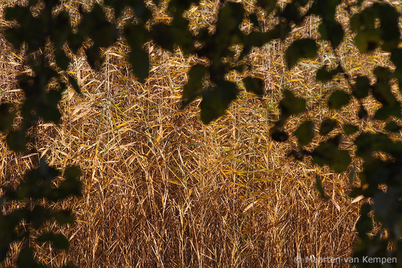 Reed <BR>(Phragmites australis)