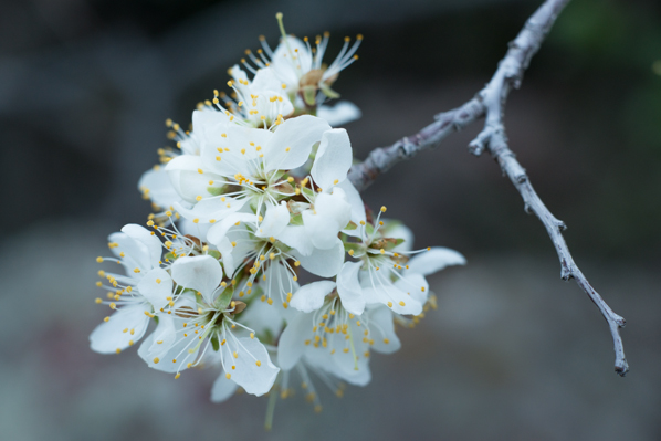 Spring prelude