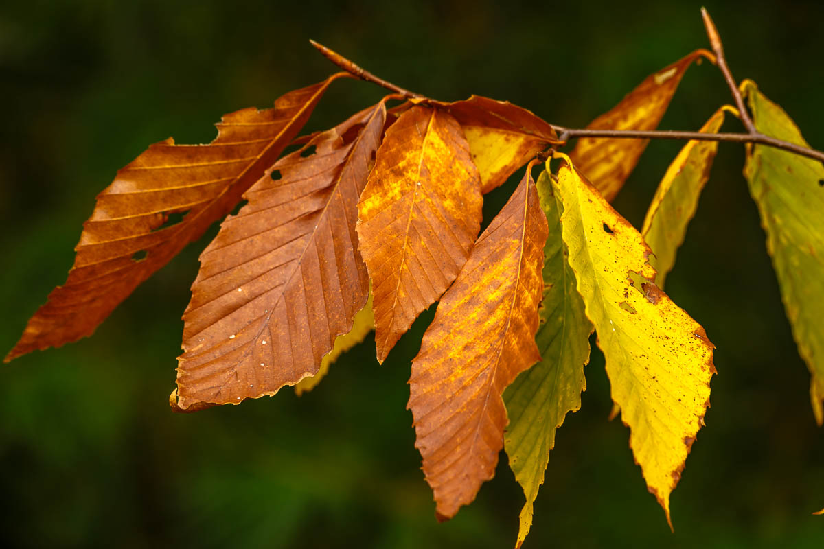_MG_3433.JPG