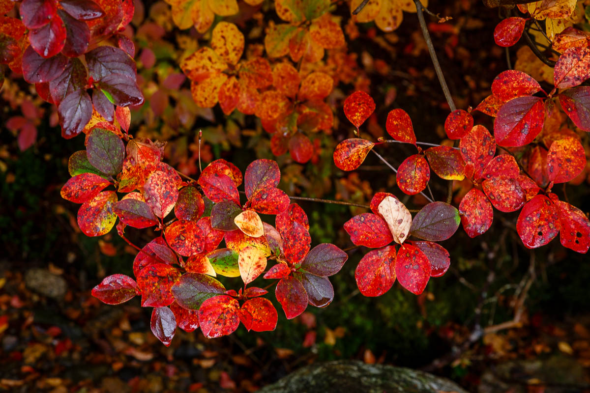_MG_3734.JPG