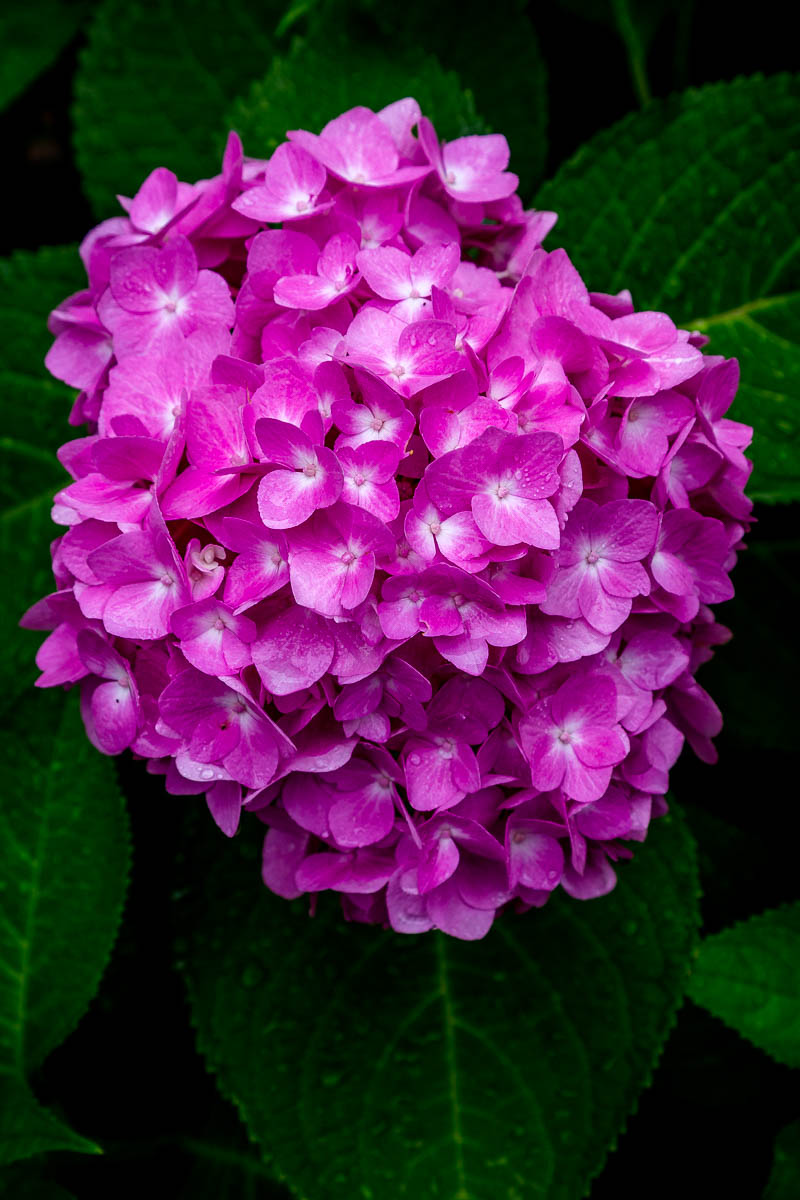 _MG_5573.JPG