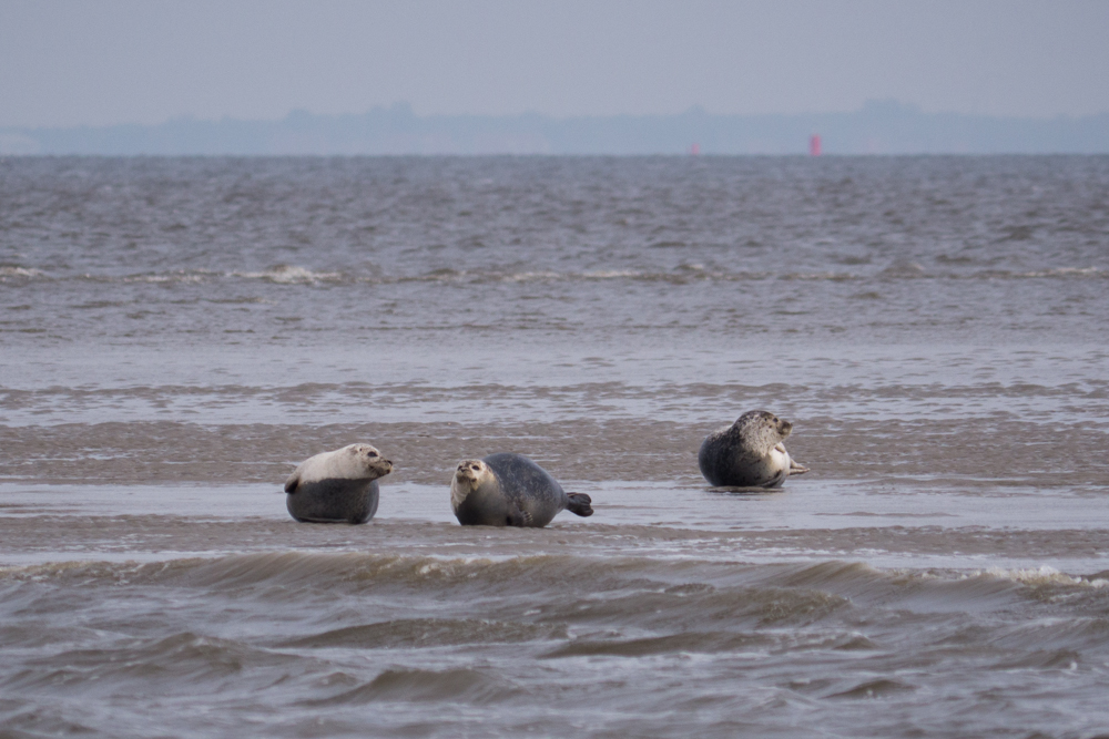 Texel