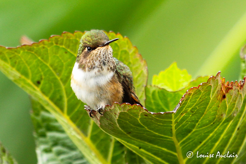 Colibri flammule - Volcano hummingbird