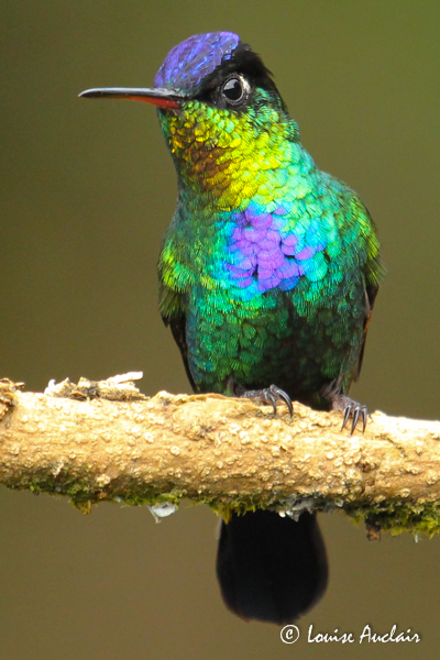 Colibri insigne - Fiery-throated hummingbird