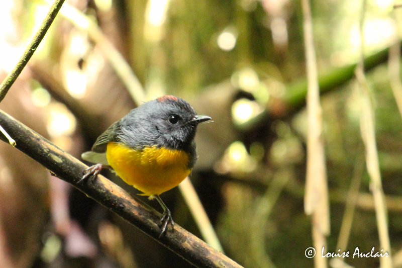 Paruline ardoise - Slate-throated redstart