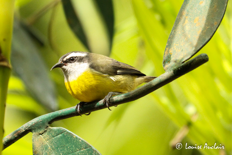 Sucrier  ventre jaune - Bananaquit