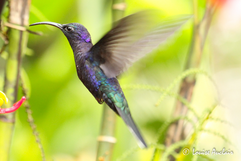 Campyloptre violet - Violet Sabrewing