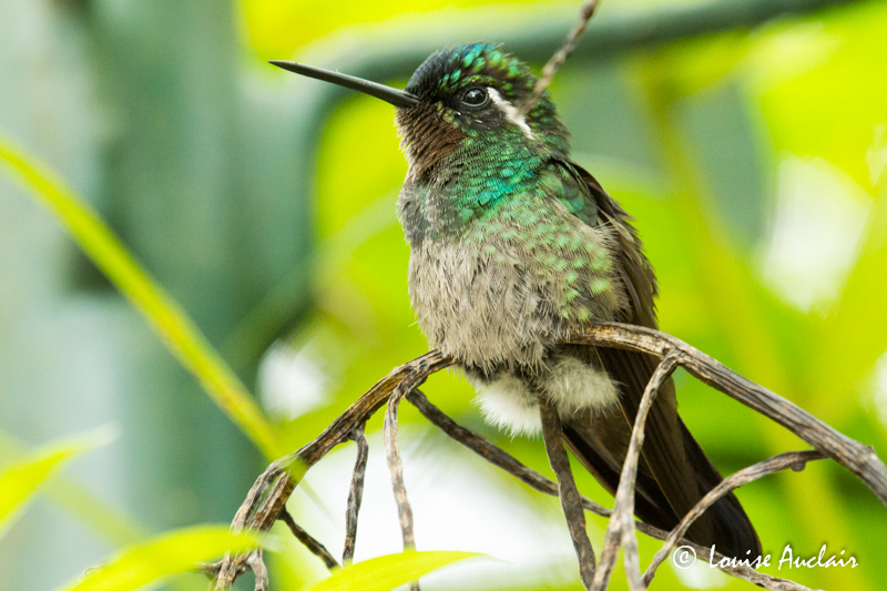 Colibri  gorge pourpre - Purple-throated Mountain-gem