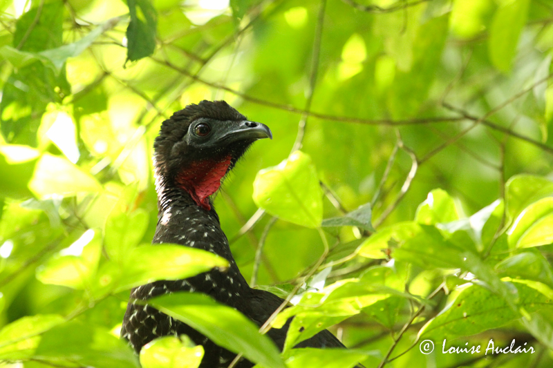 Pnlope panache - Crested guan
