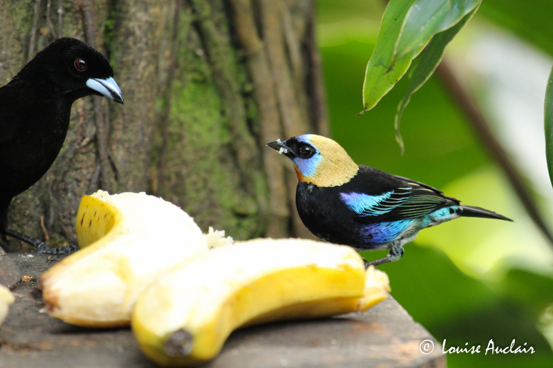 Calliste  coiffe dor - Golden-hooded Tanager
