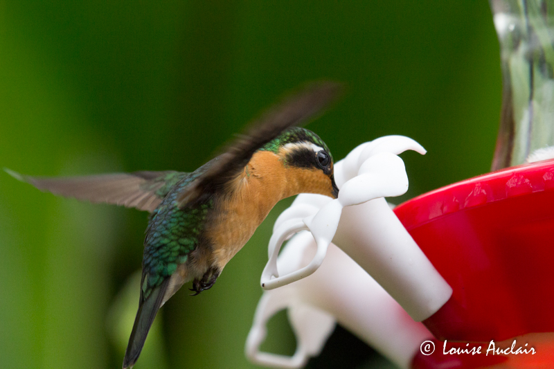 Colibri  gorge pourpre - Purple-throated Mountain-gem