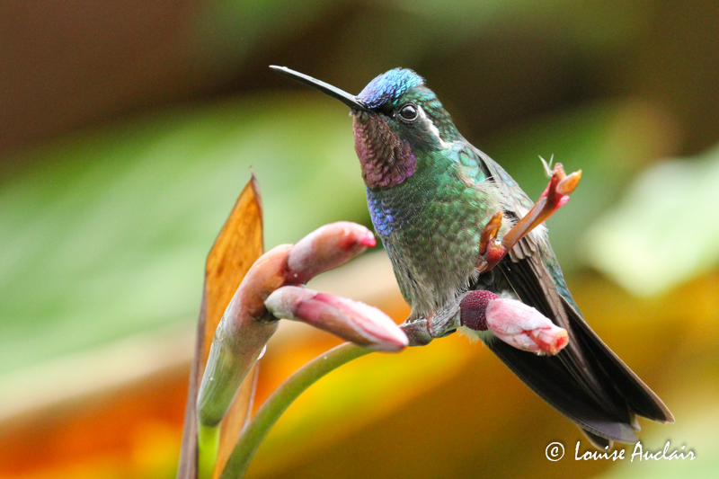 Colibri  gorge pourpre - Purple-throated Mountain-gem