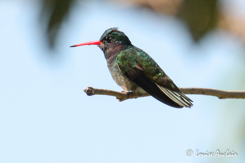 Saphir dElicia - Blue-throated Goldentail