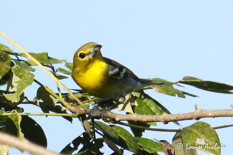 Viro  gorge jaune - Yellow-throated Vireo