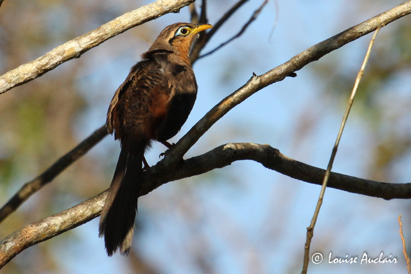 Gocoucou de Lesson - Lesser Ground-Cuckoo