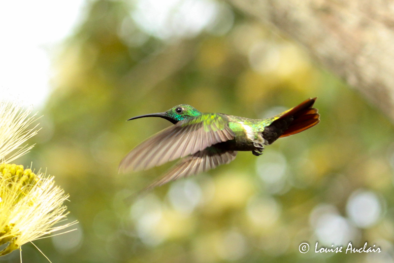 Mango de Prvost - Green-breasted Mango
