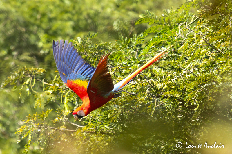 Ara rouge - Scarlet Macaw