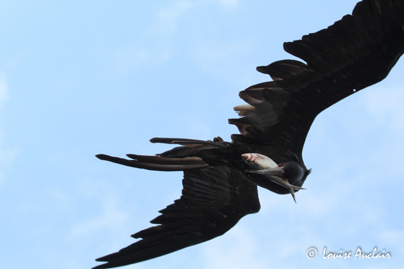 Frgates superbe, Magnificent Frigatebird