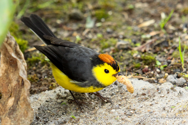 Paruline ceinture - Collared Redstart